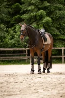 Cavallo Schabracke CAVALPOLLY