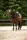 Cavallo Schabracke CAVALPOLLY