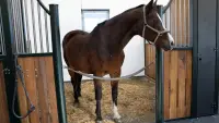 Kraiburg Belmondo Gummimatte Basic     Nur Abholung