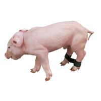 Ferkelspreizbänder