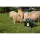 horizont 12 V / 230 V Weidezaungerät - farmer® AN500